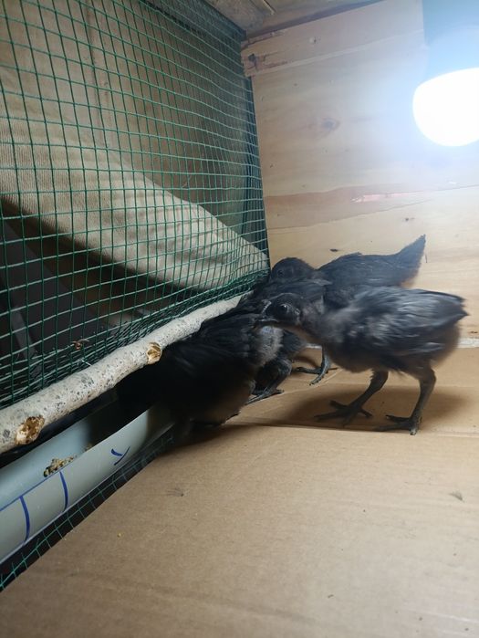 Ухейюл жужалари сотилади