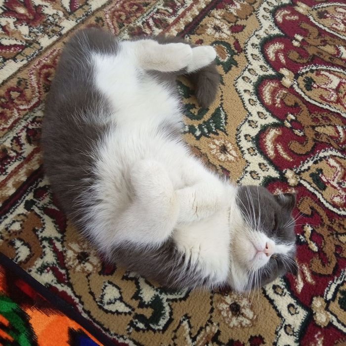 Zotdor mushuk sotiladi