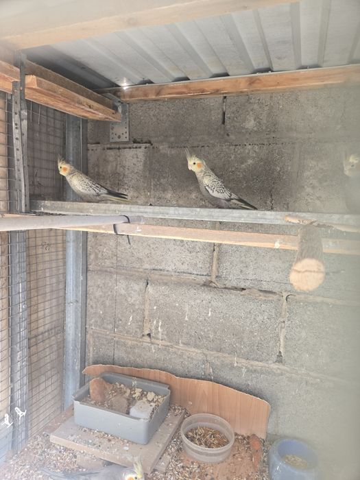 Попугай корелло молодняк