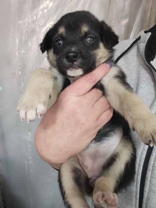 Щенки Даром Срочно!