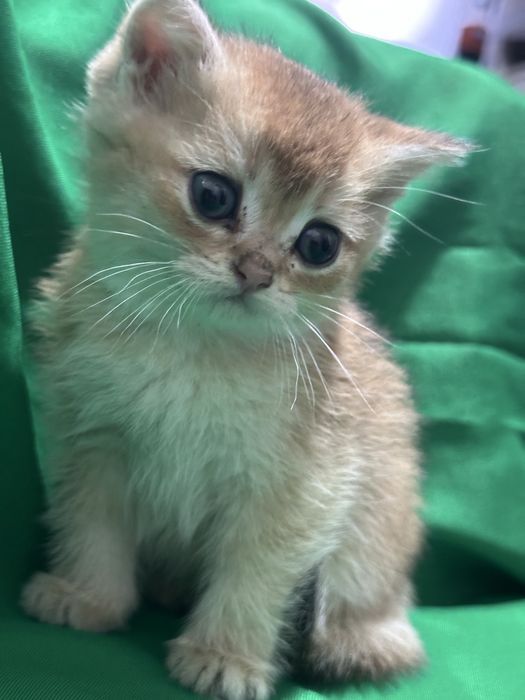 Золотой шиншила