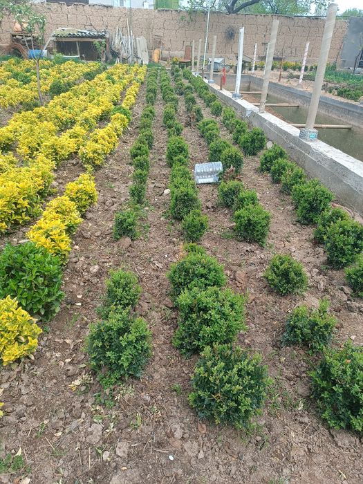 Yaponiski gold ko'p yillik