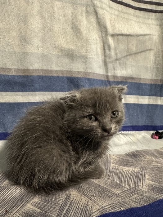 Продам котенка срочно