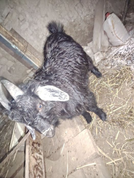 Echki sotiladi            zangatada