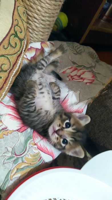 Котята недорого.