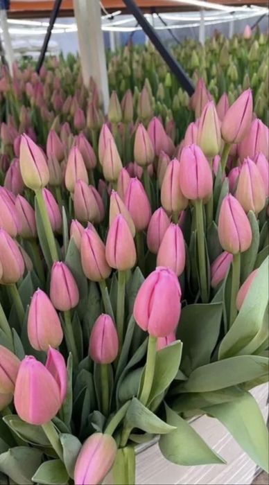 Тюльпаны предзаказ оптом к 8 марта