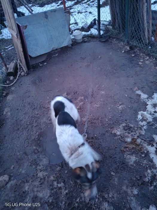 Подарявам женско кастрирано куче