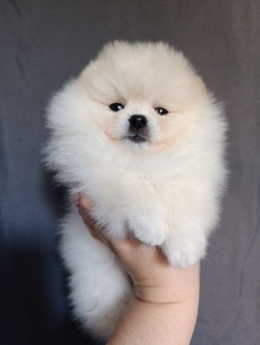 Щенки шпица мальчики и девочки