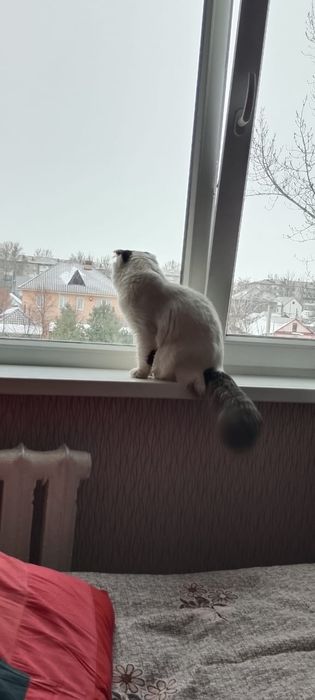 Нашли кошку, отдам в добрые руки