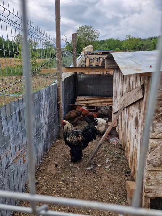 Păsări de calitate