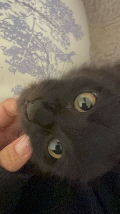 милый котёнок девочка