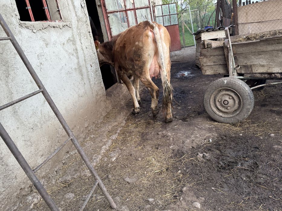 Vaca  baltata romaneasca