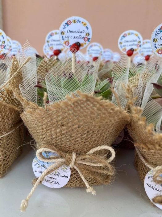 Сукуленти,подаръци за гости,кръщене,подаръци за гостите,подаръци цветя