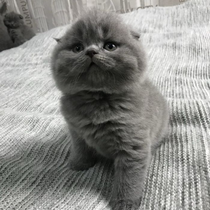 Scottish fold blue