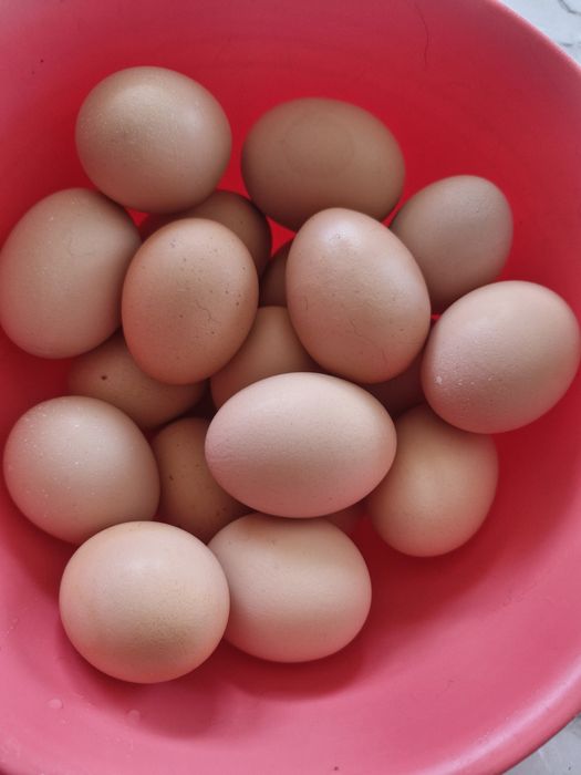 Продам домашнии яйца