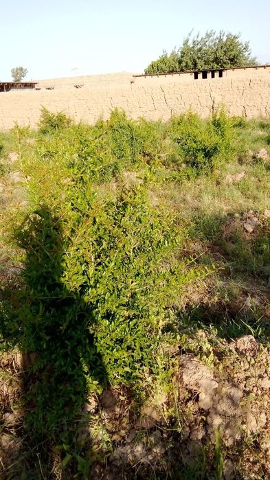 Yer Uy Sotiladi 16 sotix (Дом продаётся) Сурхондарё Шеробод