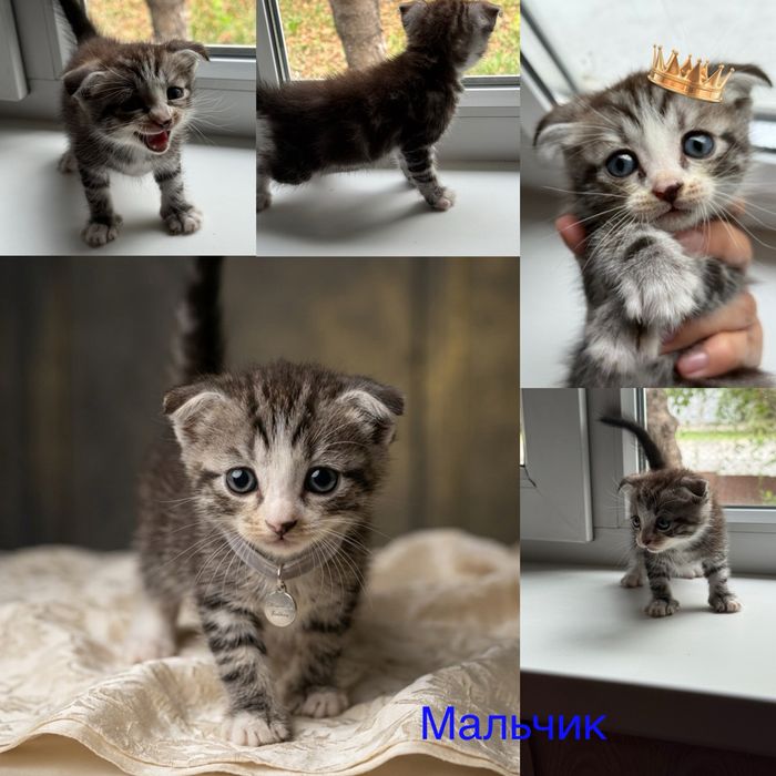 Продам Шотландских котят, породистые.
