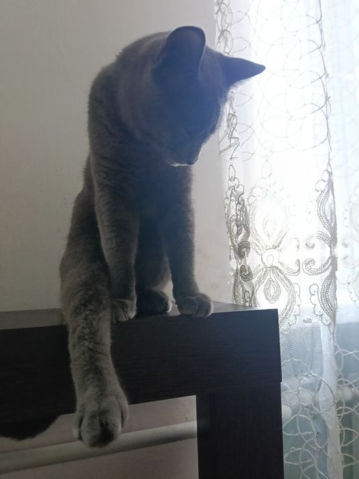 Молодой серый котик 7месяцев.