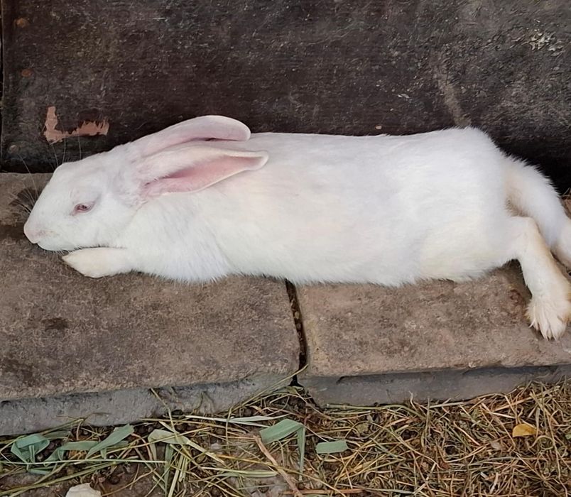 Қояндар сатылады