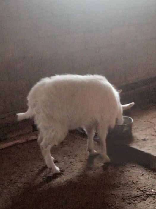 Сутті ешкілер сатылады