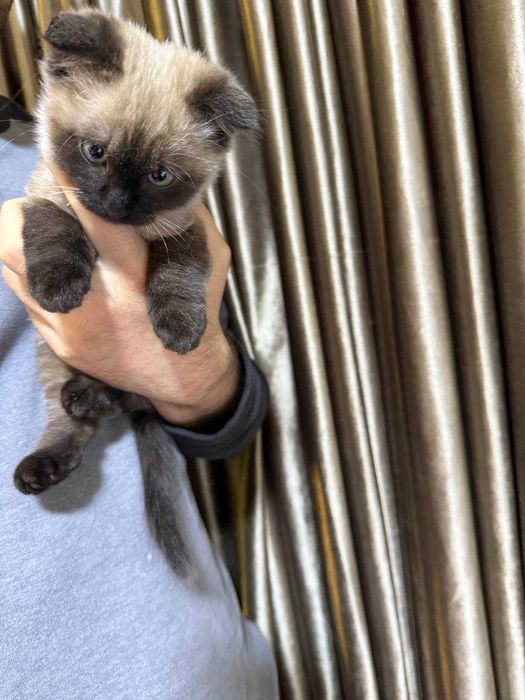 Котенок метис сиамской и скотиш фолд породы