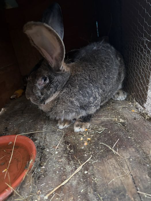 De vanzare iepuroaica