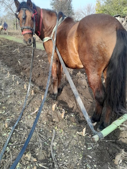 Vand  armăsar  de 3 anii