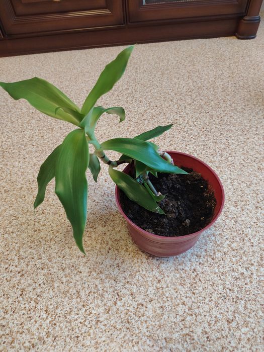 Продам золотой ус