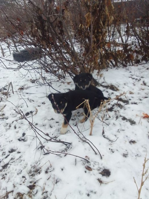 щенки,щенята, дети собак