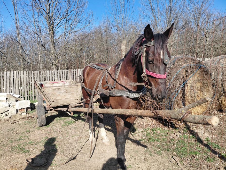 Vând cal tânăr su cuminte