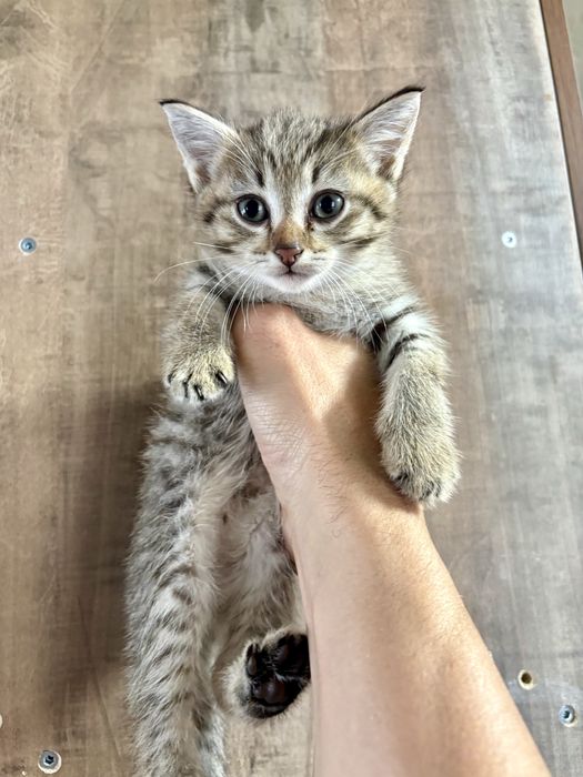 Отдам игривых котят