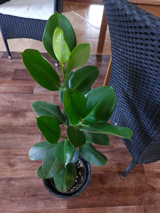 Цветы для дома и офиса