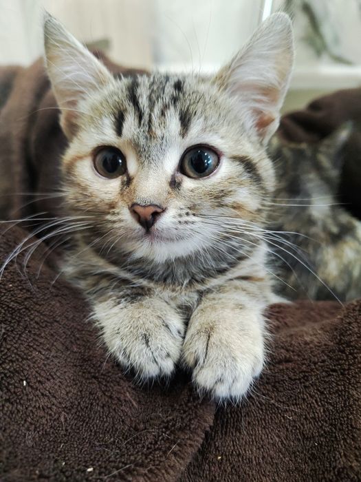 В добрые руки кошечки!!!