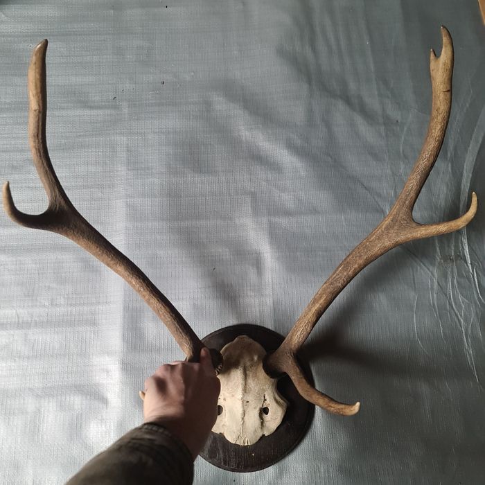 Coarne cerb montate pe placa