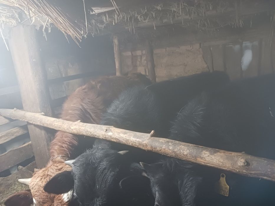 Откорм телятины в продаже