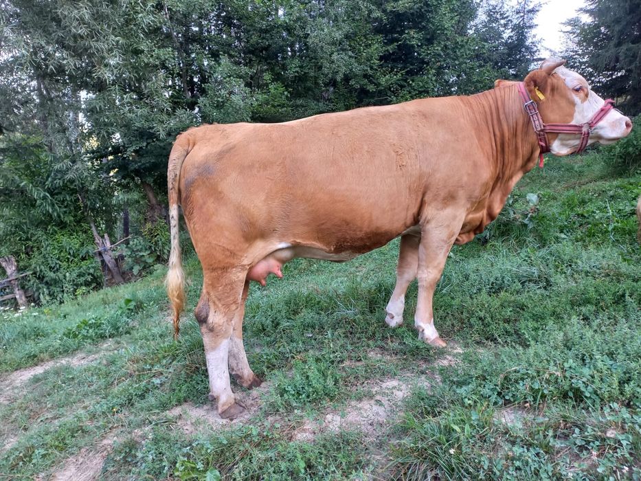 Juninca Baltata Romaneasca