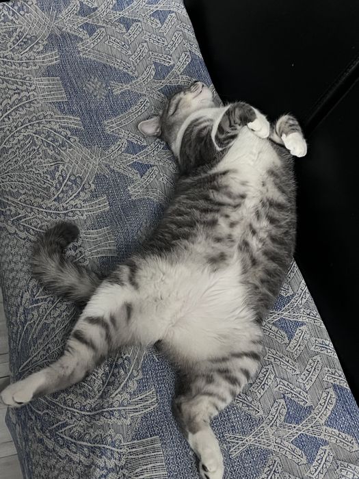 Отдам кота в очень добрые руки