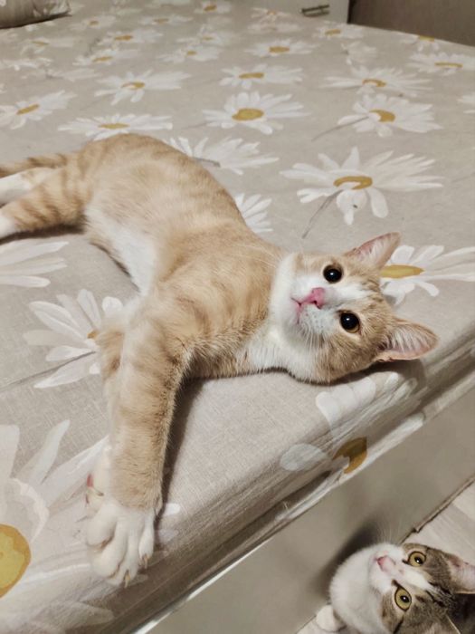 Ищу хозяев для котейки