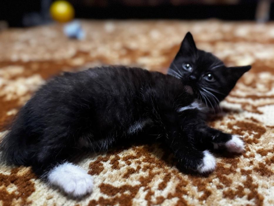 Отдам котят в добрые руки