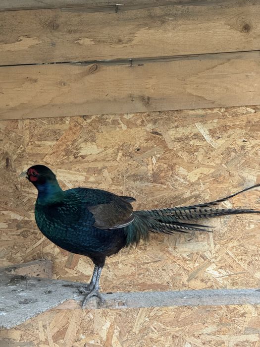 Perechi fazani comuni si tenebros