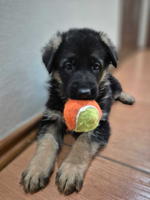 Чистокровные маленькие щенки