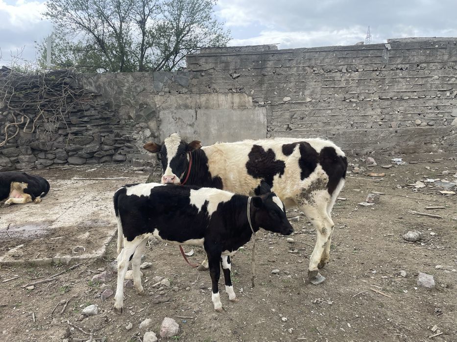 Сиыр 650мың ұрғашы бұзауымен