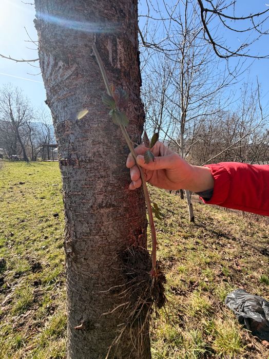 Vând butași de mure – soi Thornfree