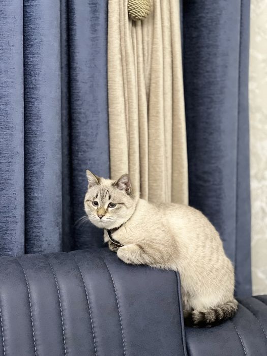 Britan & siyamskiy chachishgan