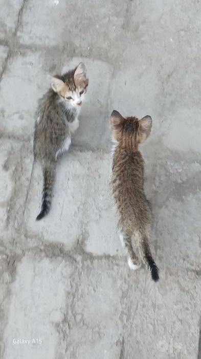 Mushuklar xadyan