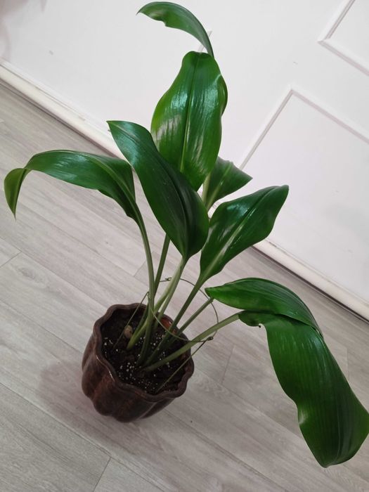 Амазонская лилия.Эухарис