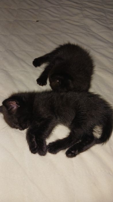 Отдам породистых котят,2 девочки