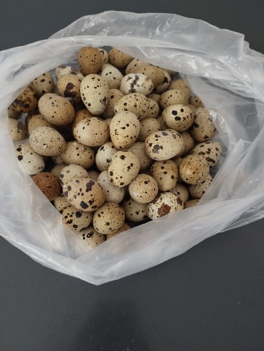 Продаю яйца перепелиные