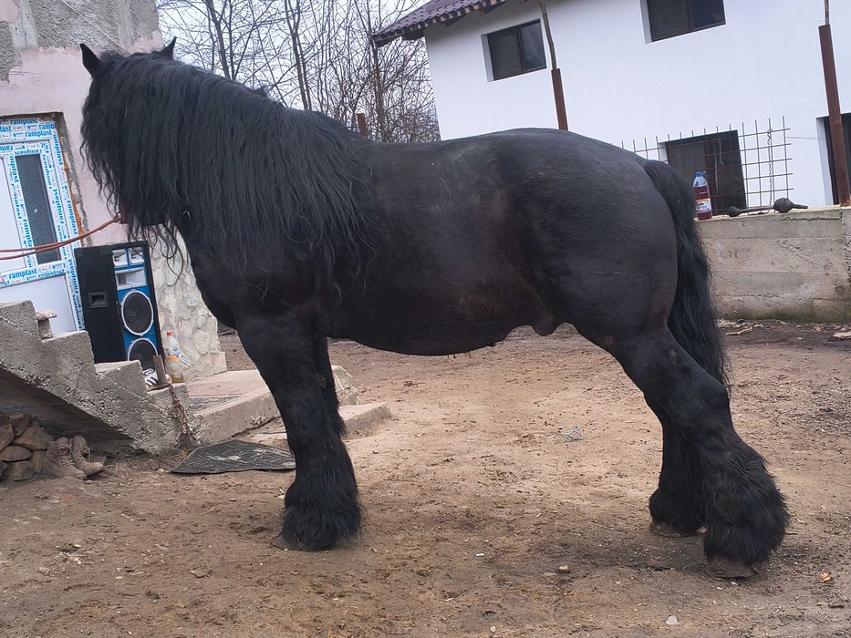 Armăsar de vânzare sau schimb