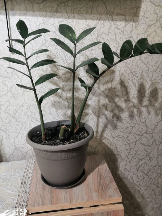 Продам комнатные растения